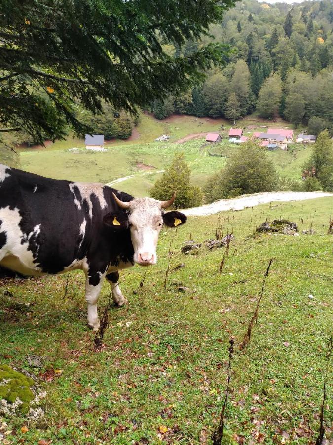 Lodge Dulovic - Katun Potoci